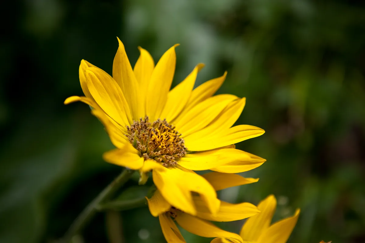 Arrowleaf Balsamroot