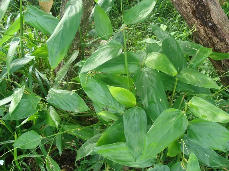 Arrowroot