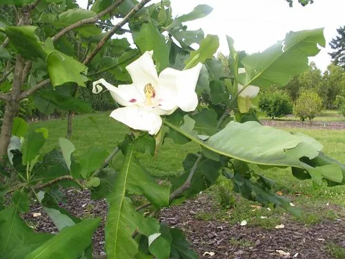 Ashe Magnolia