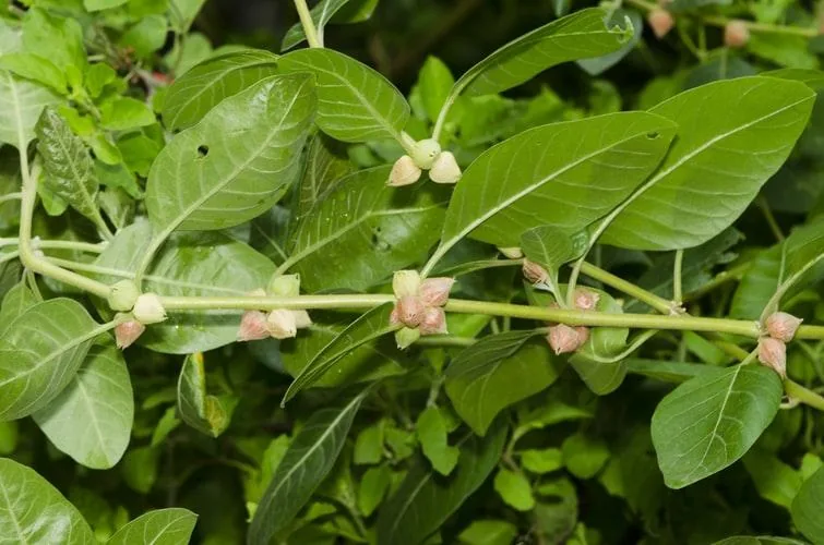 Ashwagandha