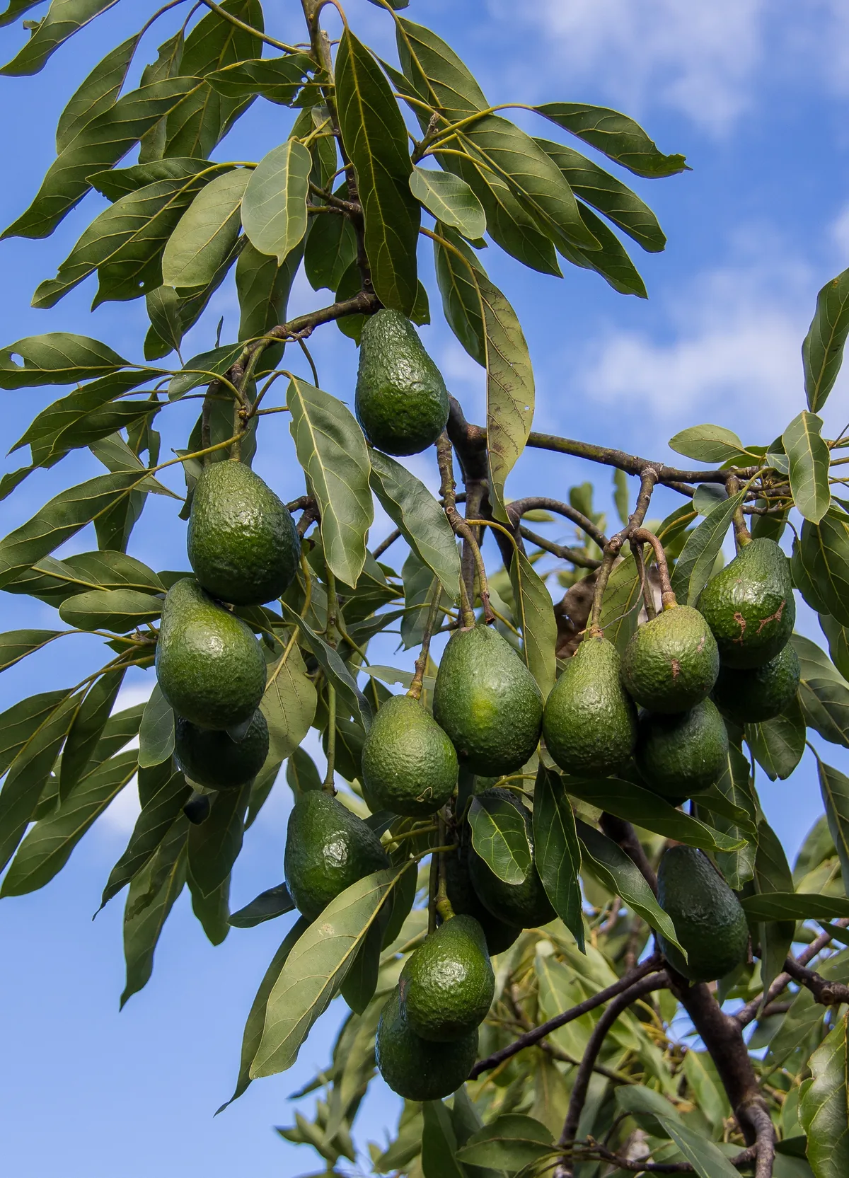 Avocado