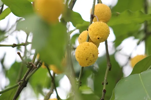 Bacupari