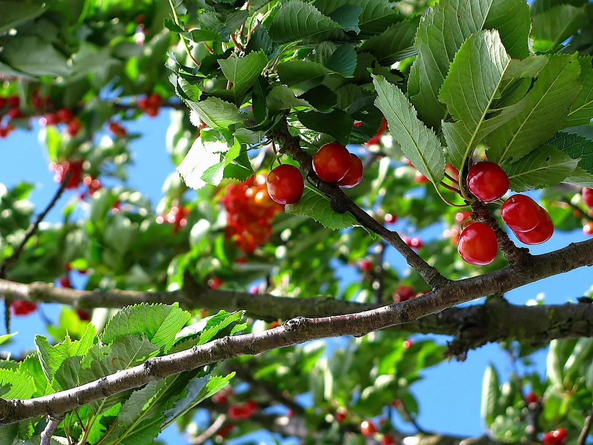 Barbados Cherry