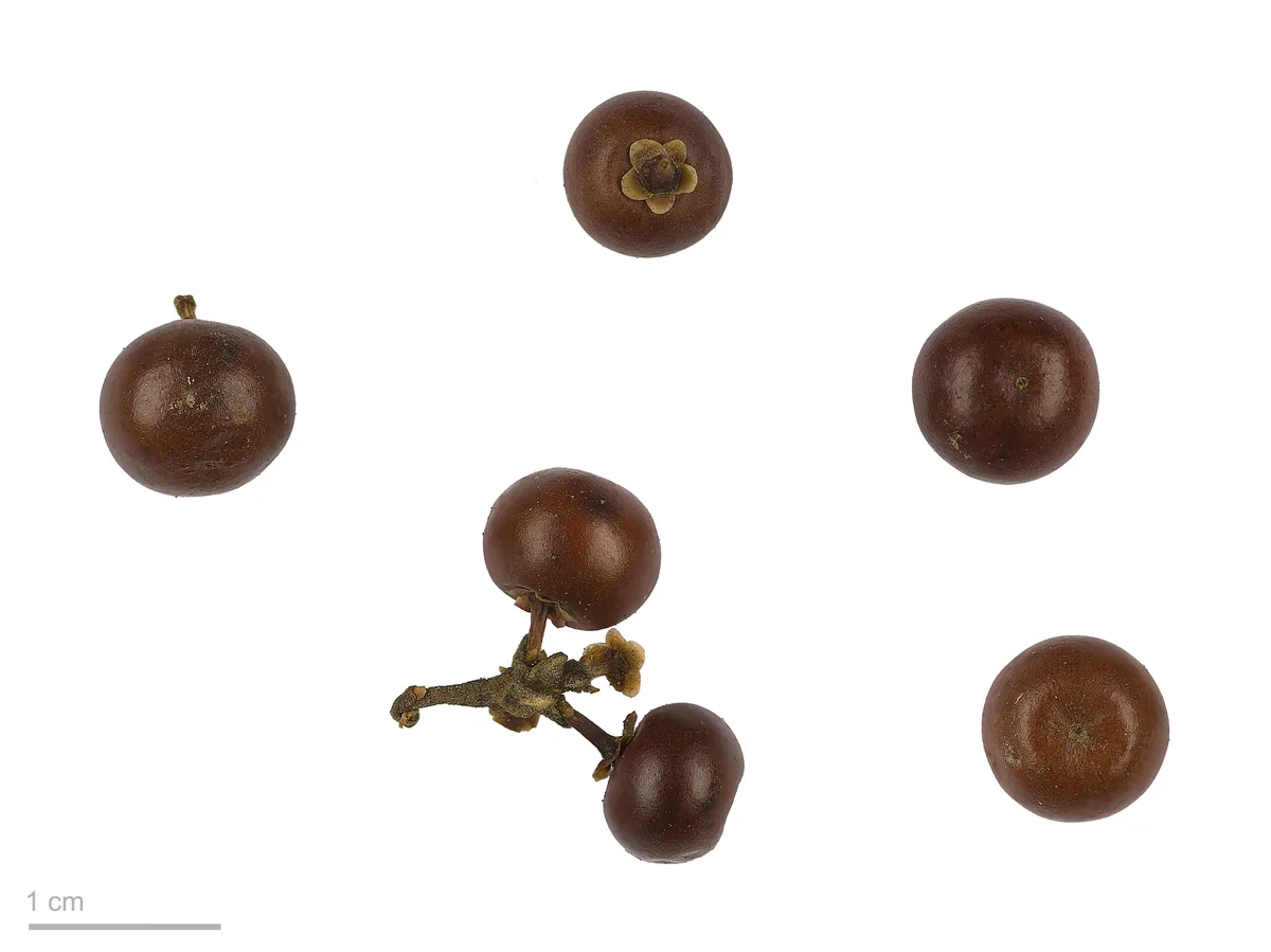 Bearberry