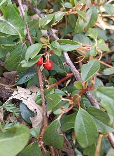 Bearberry Cotoneaster