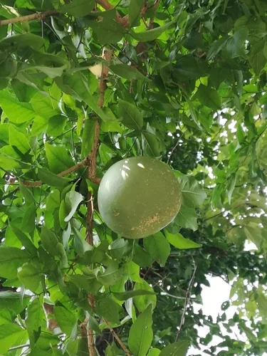 Bengal Quince