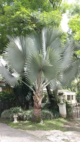 Bismarck Palm