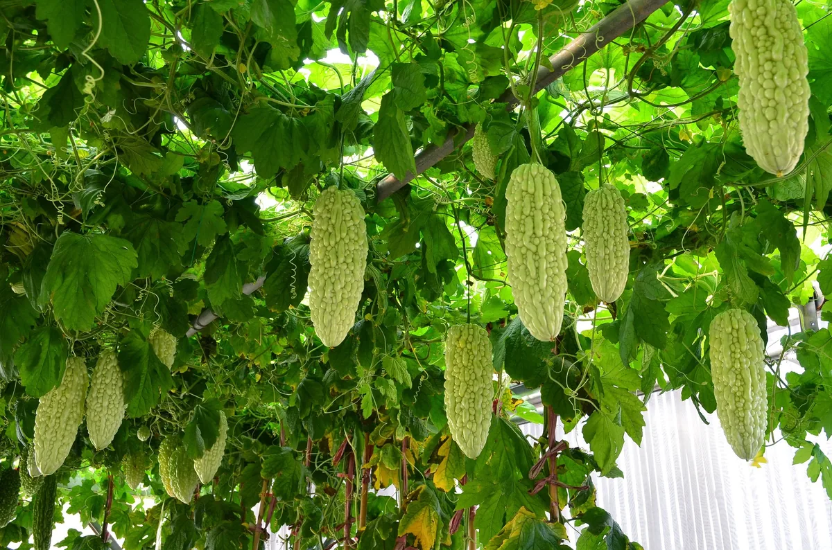 Bitter Melon
