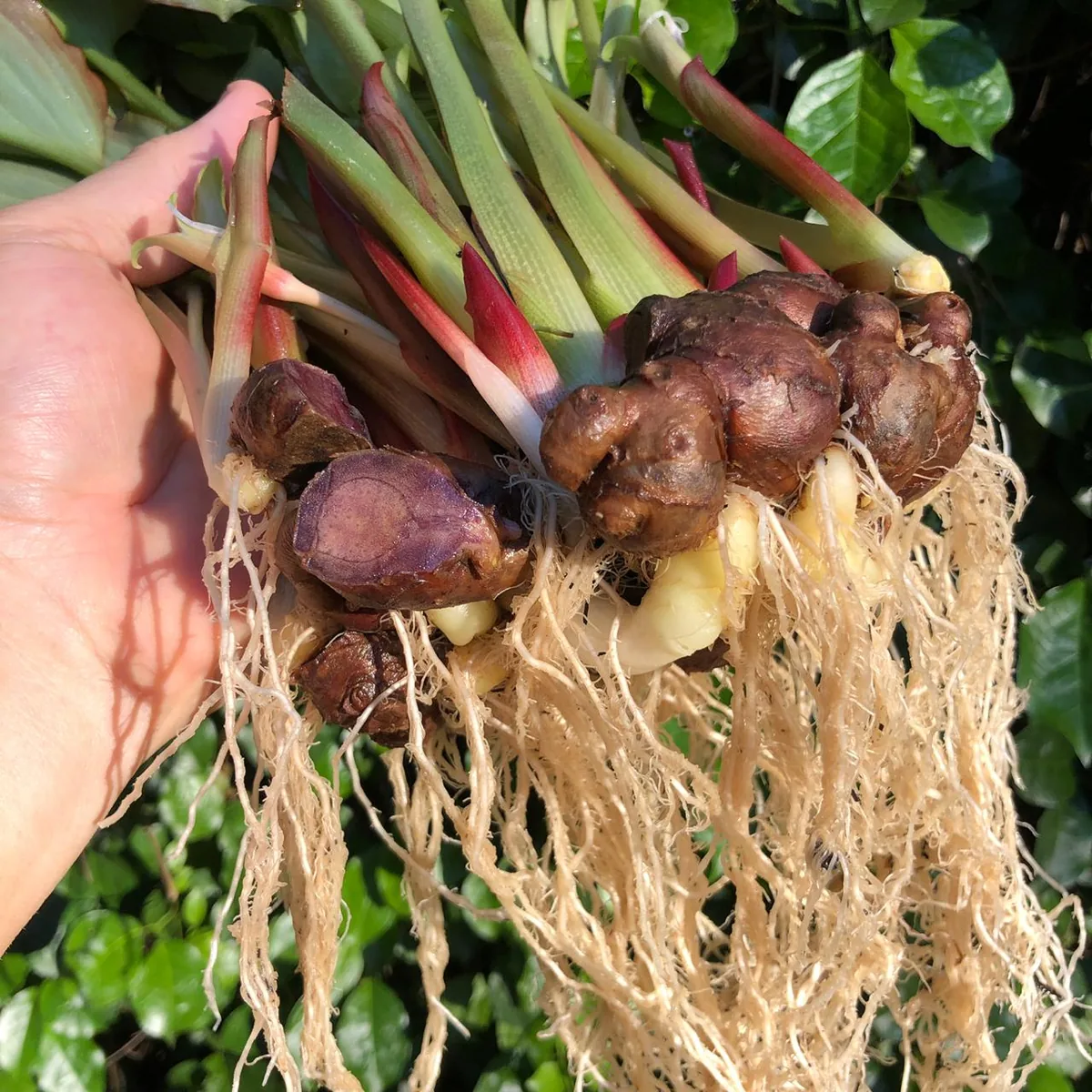 Black Ginger