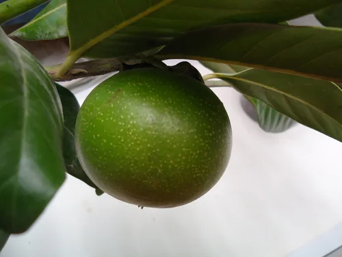 Black Sapote