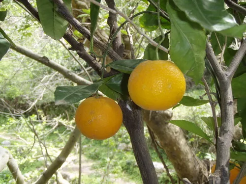 Blood Orange
