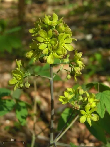 Blue Cohosh