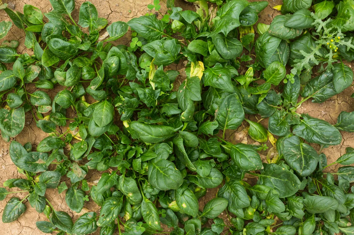 Brazilian Spinach