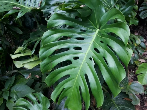 Breadfruit