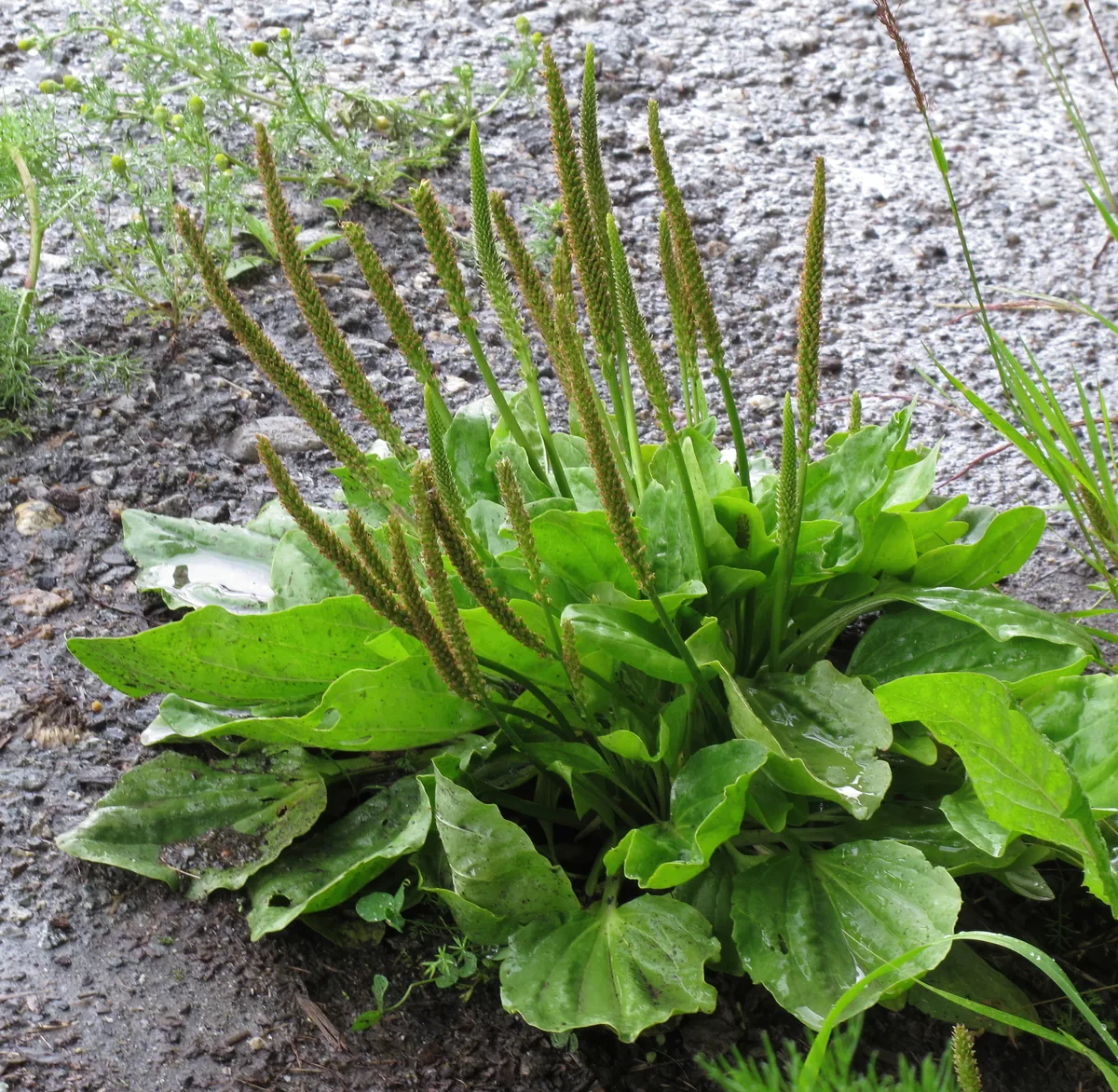 Broadleaf Plantain