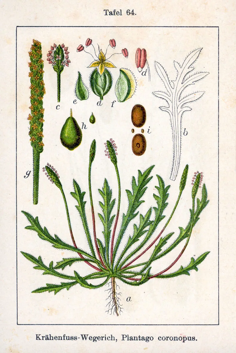 Buck Plantain