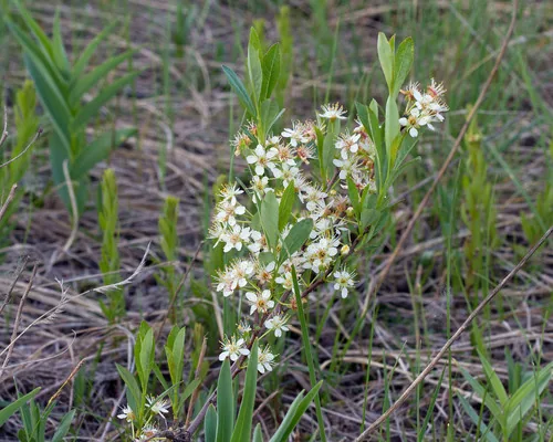 Buffalo Plum