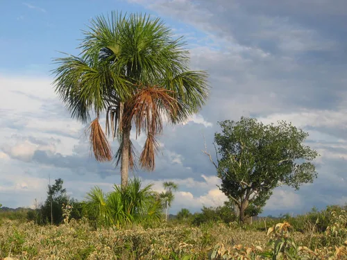 Buriti Palm