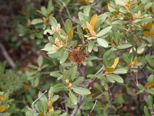 Bush Chinquapin