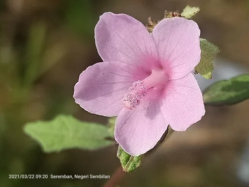 Caesarweed