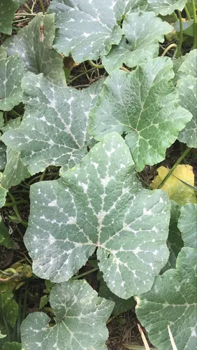 Calabaza