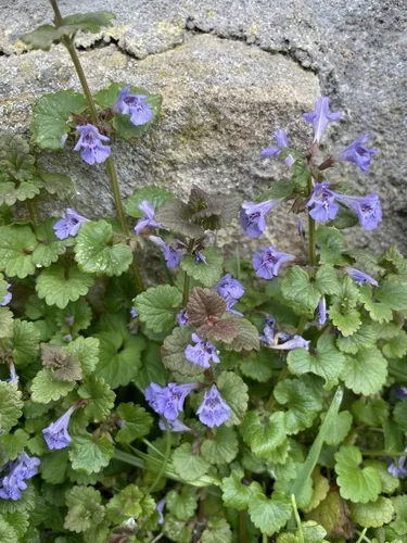 Calamint