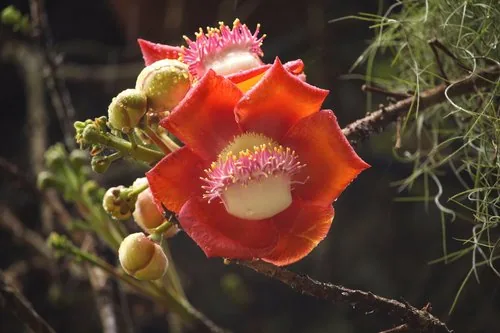 Cannonball Tree