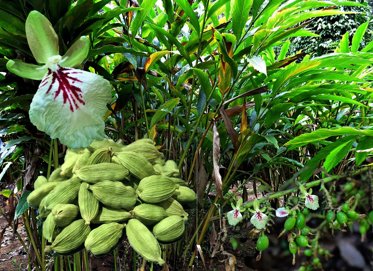 Cardamom