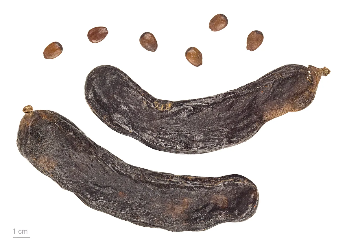 Carob Tree