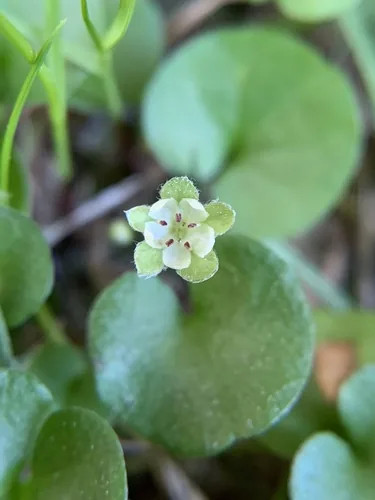 Carolina Ponysfoot
