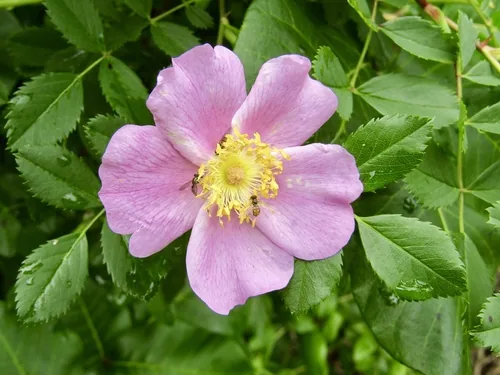 Carolina Rose