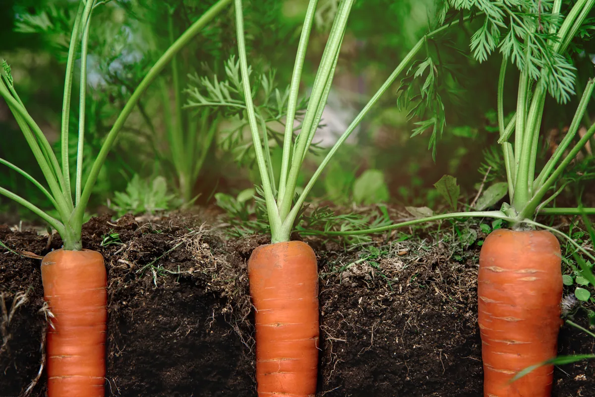 Carrot