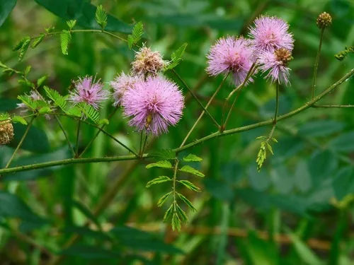 Catclaw Sensitive Briar
