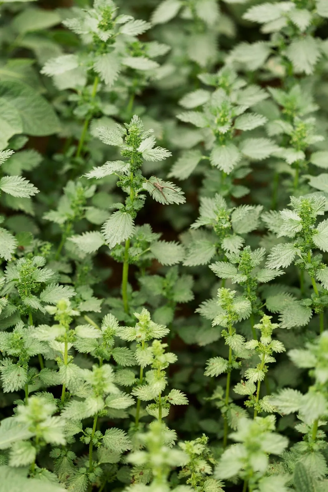 Catnip