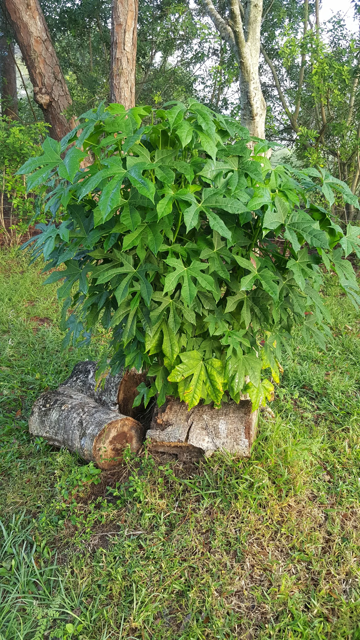 Chaya