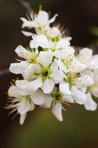 Chickasaw Plum