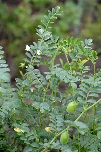 Chickpea