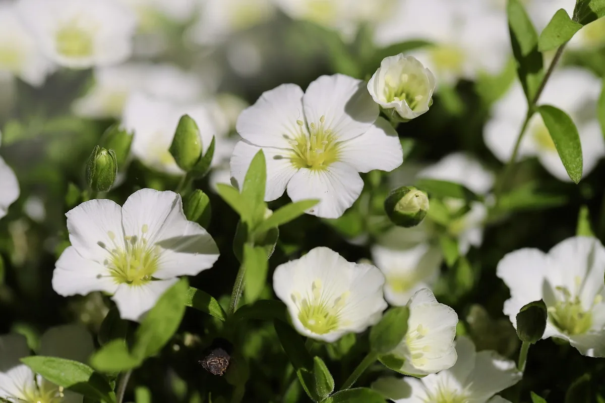 Chickweed