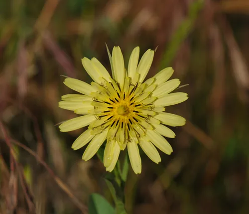 Chicory
