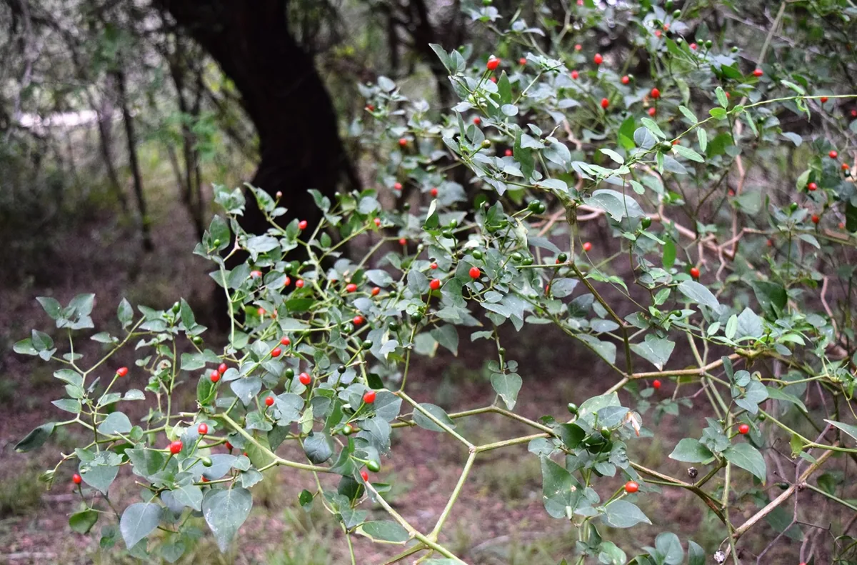 Chiltepin Pepper