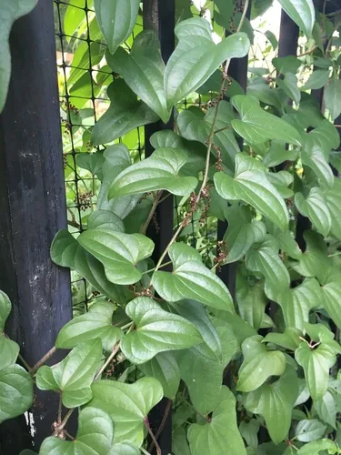 Chinese Yam