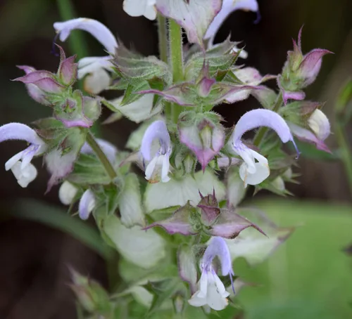 Clary Sage