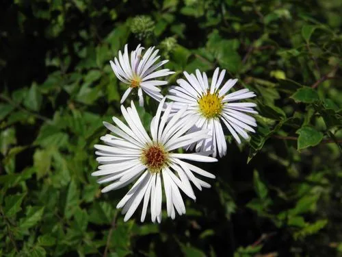 Climbing Aster