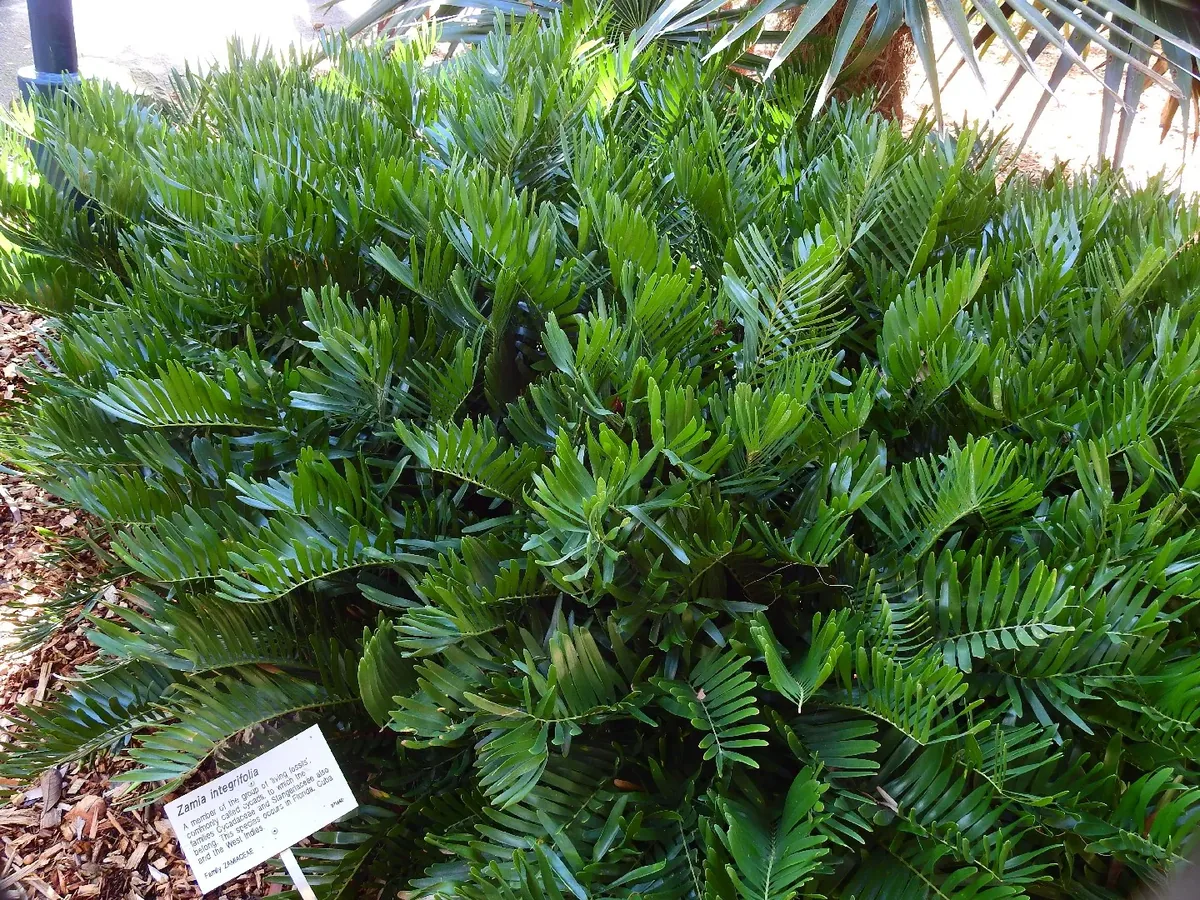 Coontie