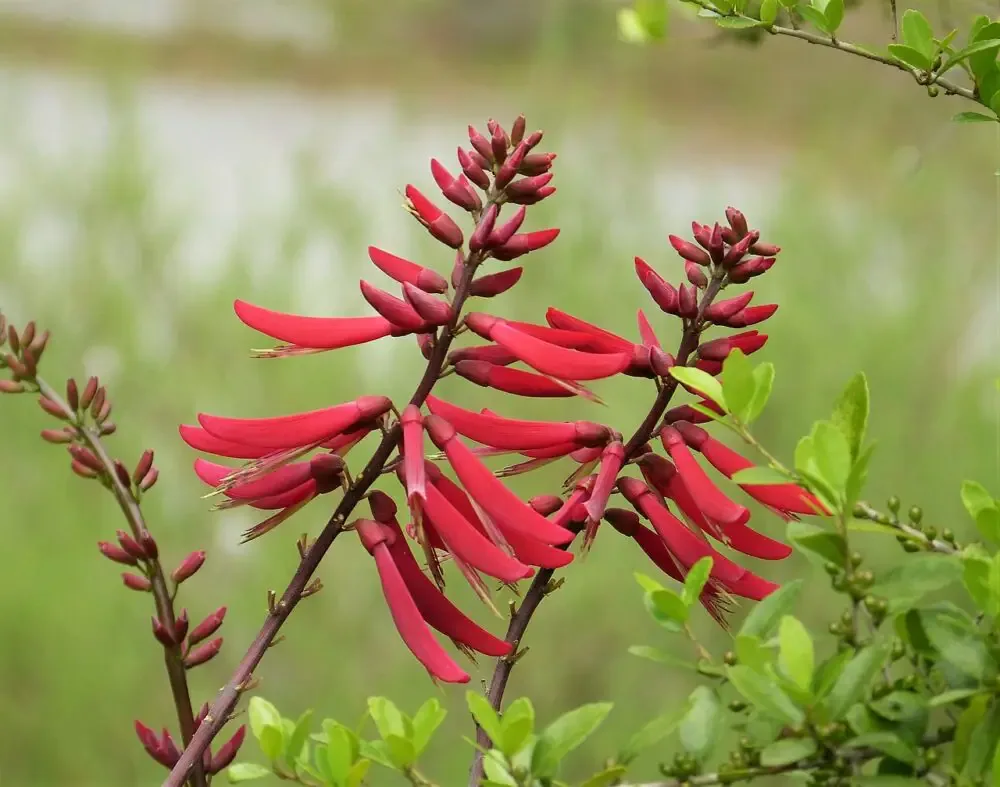 Coral Bean