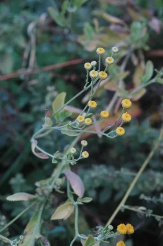 Costmary