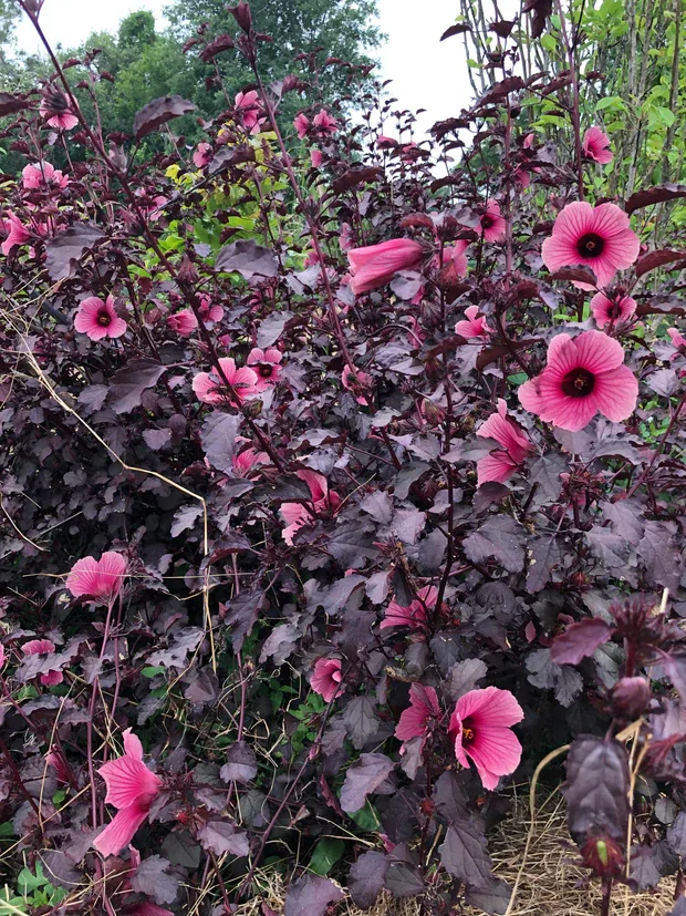 Cranberry Hibiscus