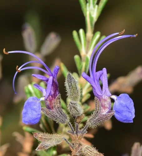 Creeping Rosemary