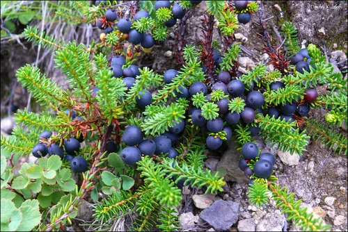Crowberry