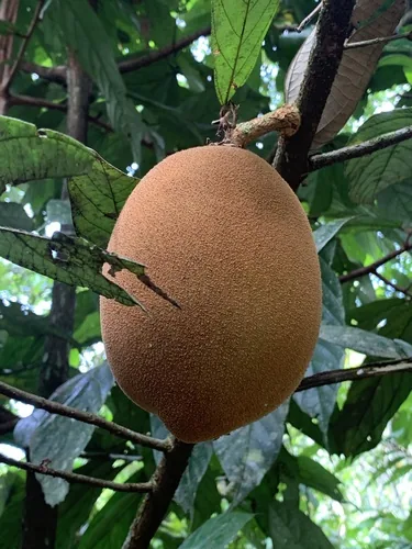 Cupuacu